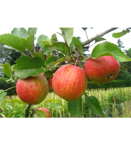 Herbstapfel 'Prinzenapfel'