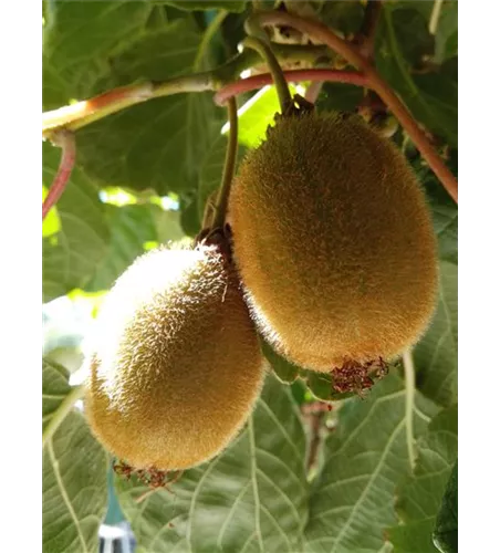 Kiwi (weiblich)