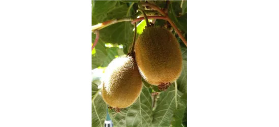 Kiwi (weiblich)