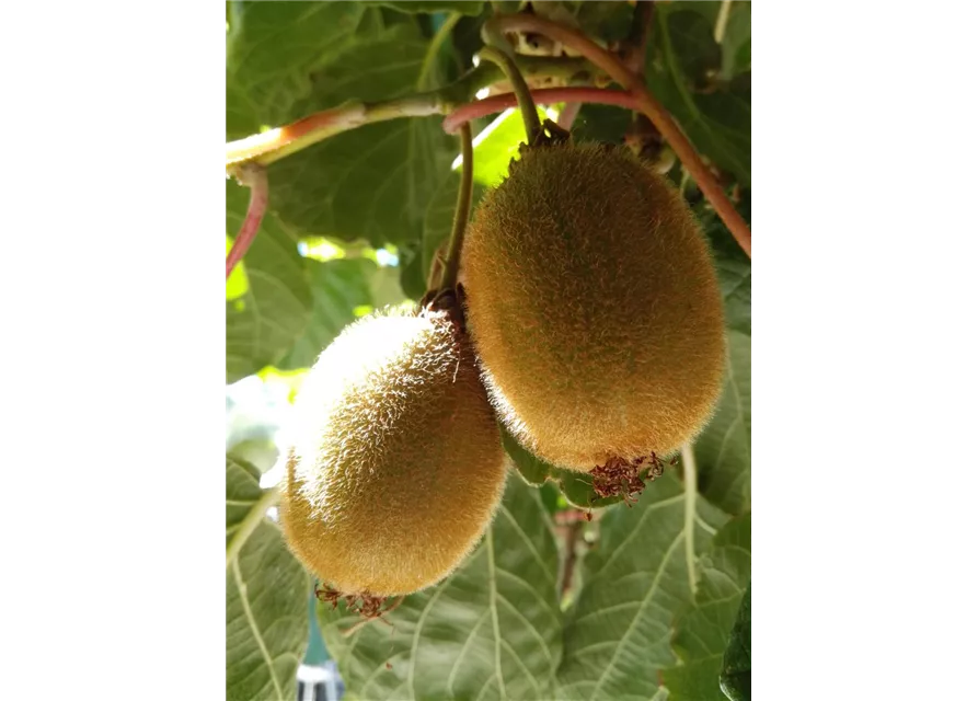 Kiwi (weiblich)