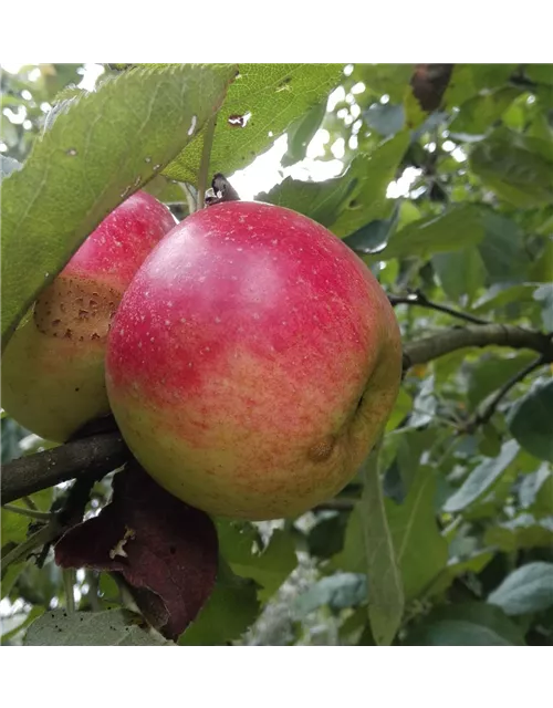 Apfel 'Juwel von Kirchwerder'