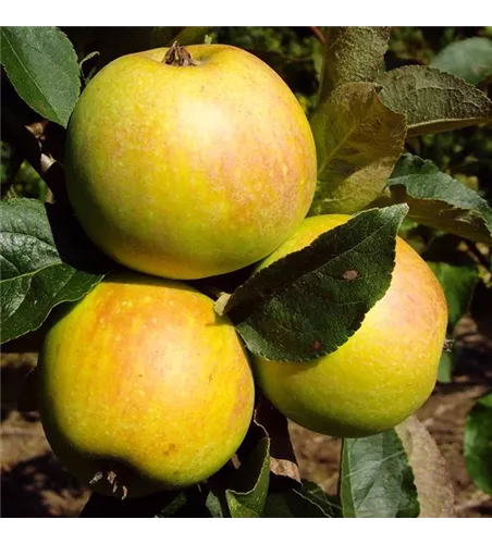 Apfel 'Osnabrücker Renette'