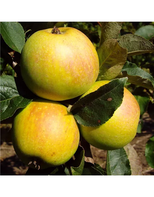 Apfel 'Osnabrücker Renette'