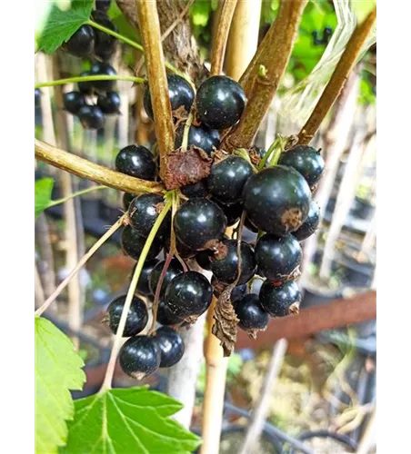 Schwarze Johannisbeere 'Ojebyn'