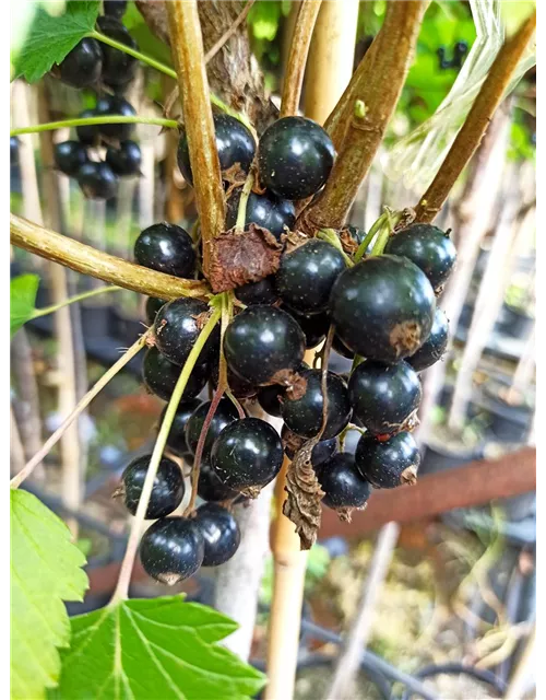 Schwarze Johannisbeere 'Ojebyn'