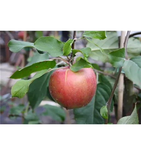 Apfel 'Roter Gravensteiner'