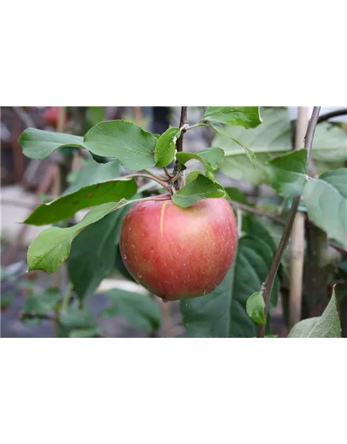 Apfel 'Roter Gravensteiner'