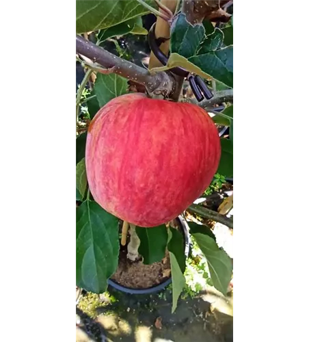 Apfel 'Piros'®