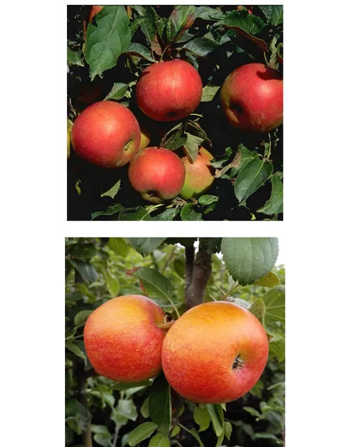 Apfel DUO 'Idared/Alkmene'