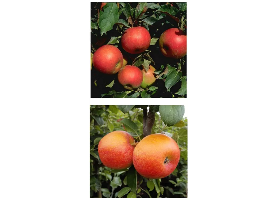 Apfel DUO 'Idared/Alkmene'