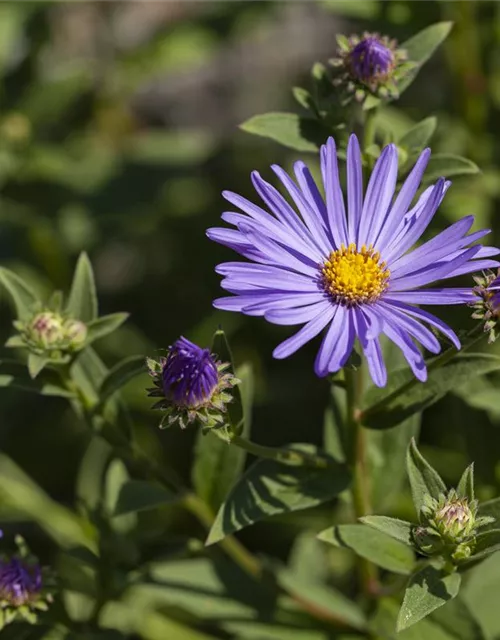 Garten-Sommer-Aster 'Sternkugel'