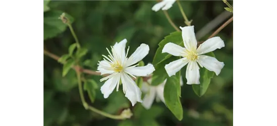 Waldrebe 'Summer Snow'