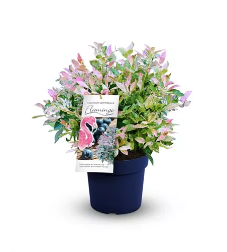 Heidelbeere 'Flamingo'®