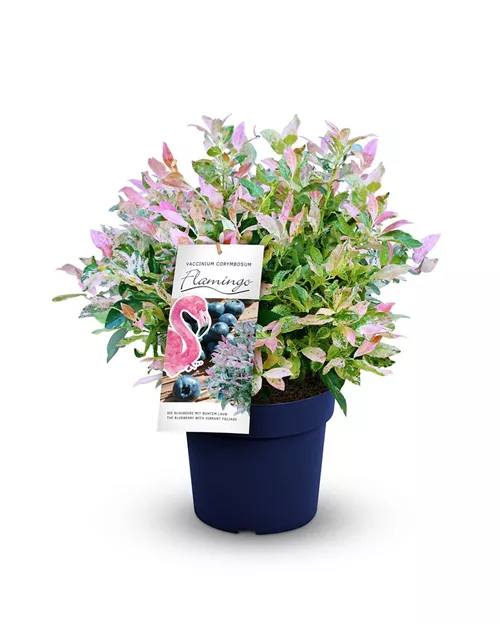 Heidelbeere 'Flamingo'®