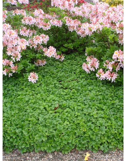 Dreiblättrige Waldsteinie