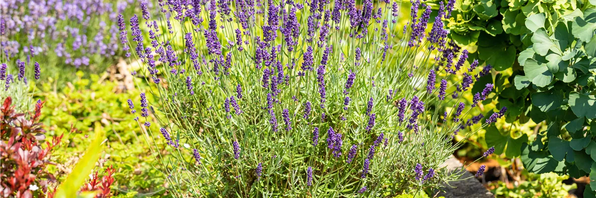 Lavandula angustifolia