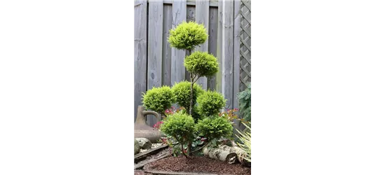 Gelbe Mooszypresse 'Plumosa Aurea'