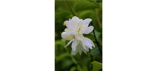 Gartenjasmin 'Snowgoose'