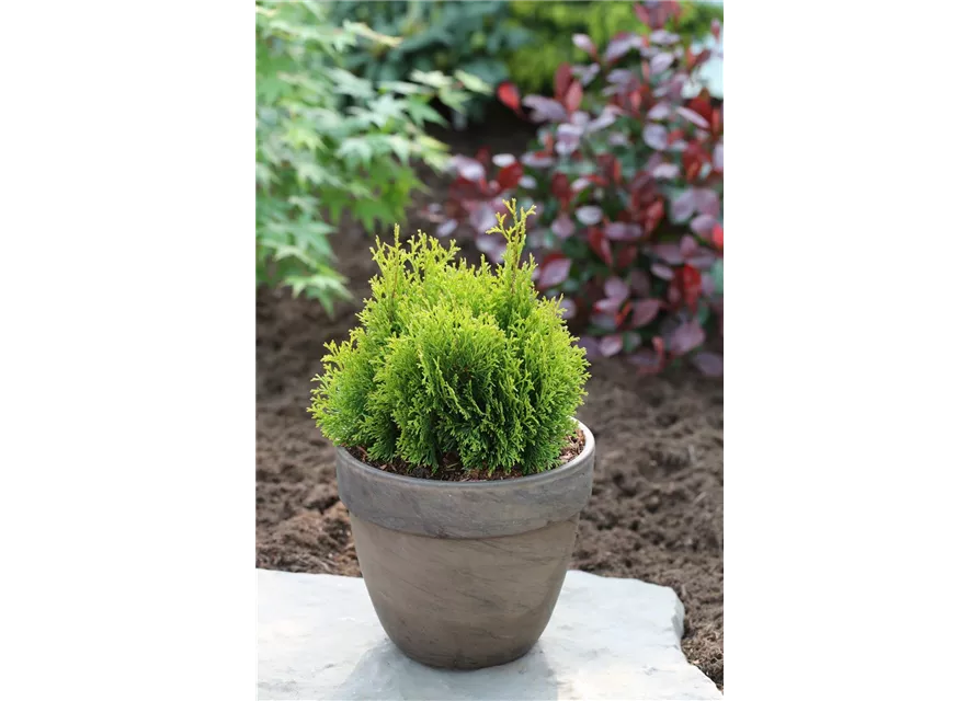 Thuja occidentalis 'Miky'