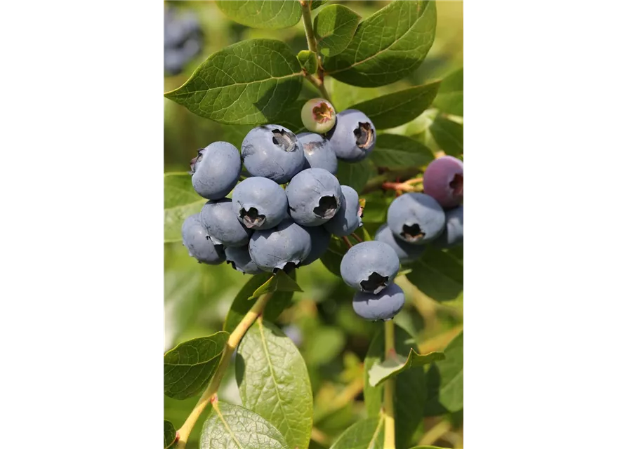 Heidelbeere 'Hortblue Poppins'®