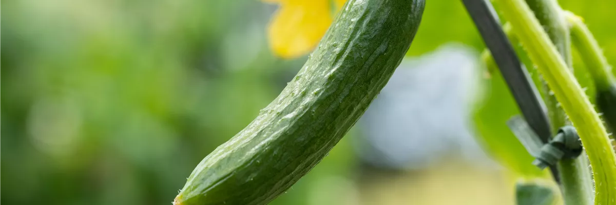 Cucumis sativus