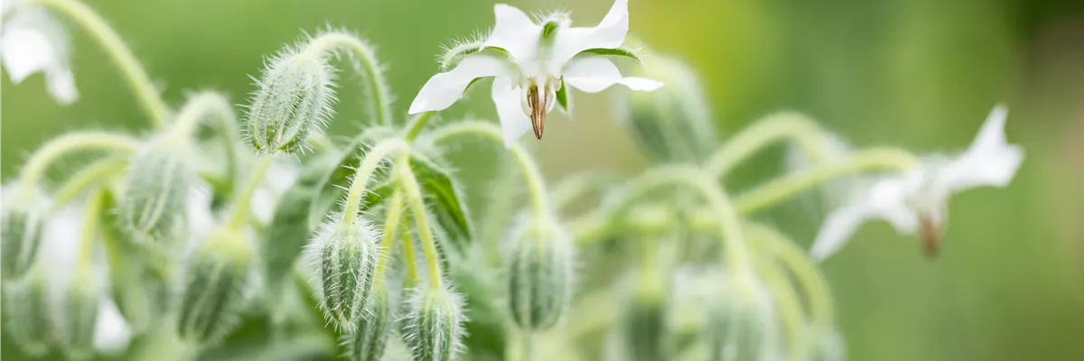 Borago officinalis, weiß