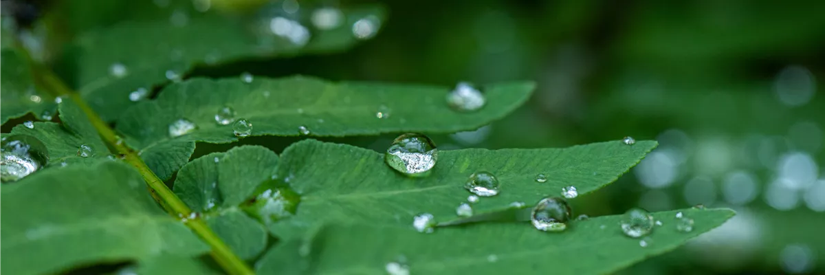 Wassertropfen auf Blatt