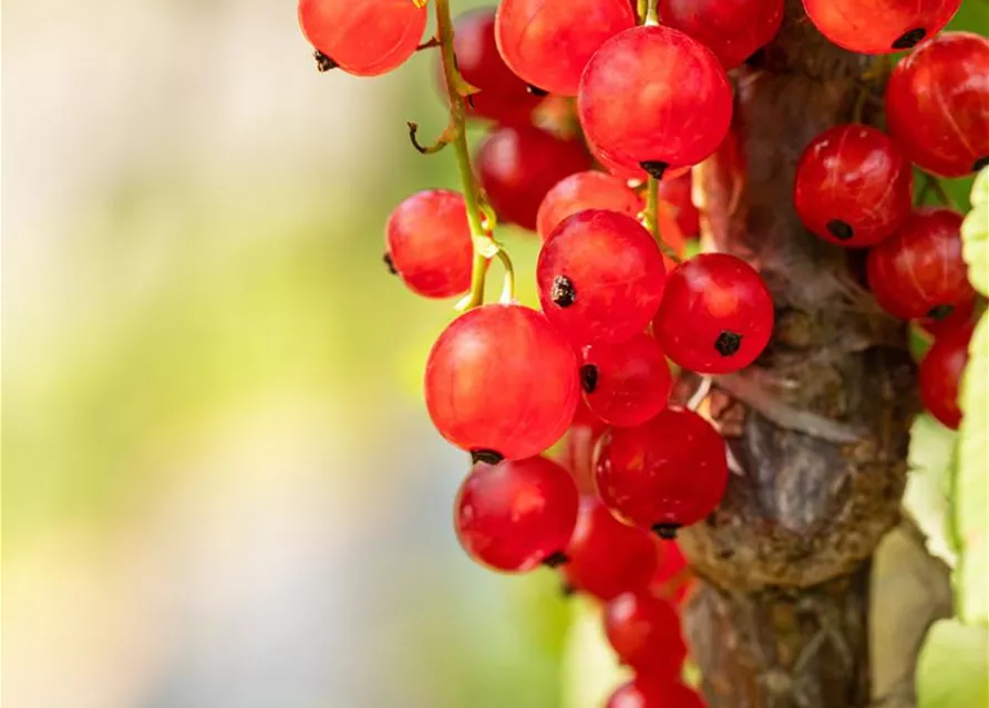 R Ribes rubrum 'Jonkheer van Tets' CAC