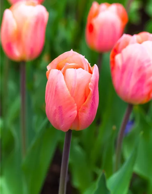 Tulpe 'Apricot Beauty' - 10 Blumenzwiebeln