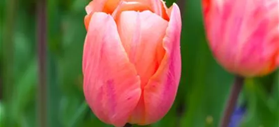 Tulpe 'Apricot Beauty' - 10 Blumenzwiebeln