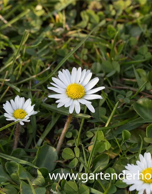 Bellis perennis