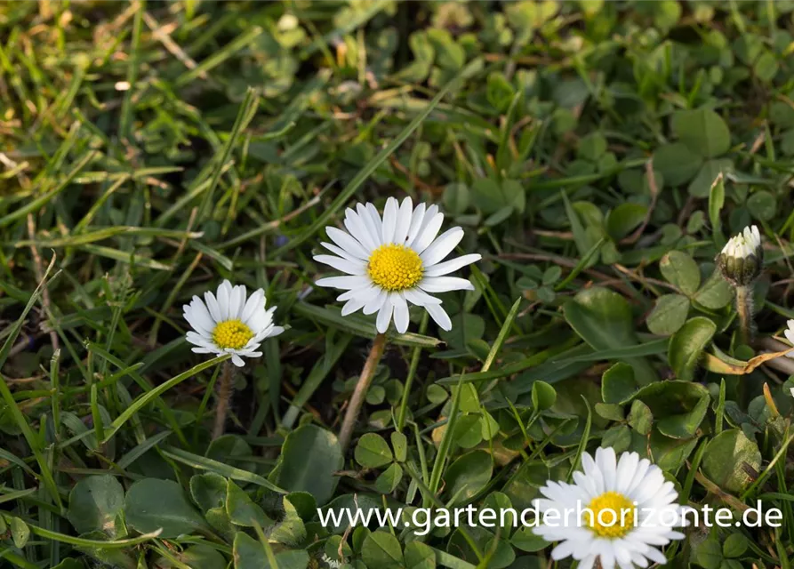 Bellis perennis