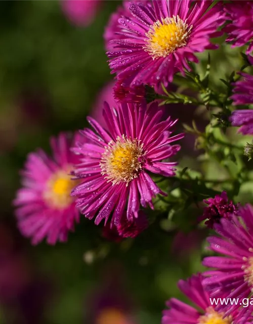 Garten-Glattblatt-Aster 'Crimson Brocade'