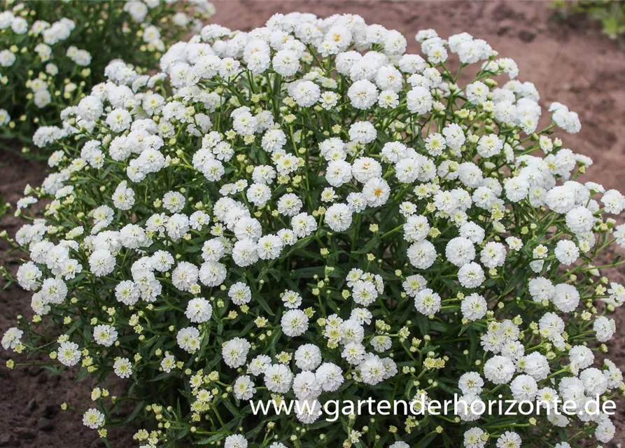 Garten-Bertrams-Garbe 'Diadem'