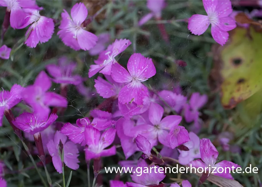 Garten-Pfingst-Nelke 'La Bourboule'