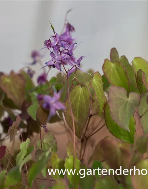 Großblütige Garten-Elfenblume 'Lilafee'