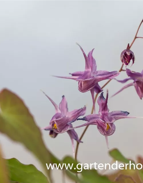 Großblütige Garten-Elfenblume 'Lilafee'