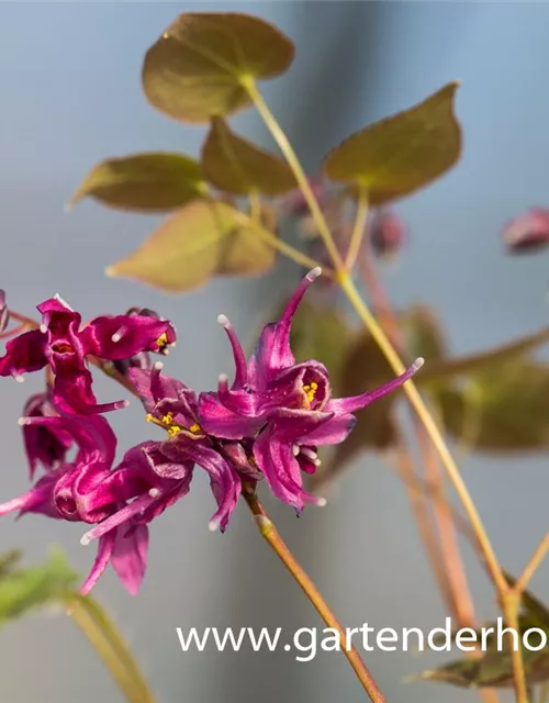 Großblütige Garten-Elfenblume 'Rose Queen'