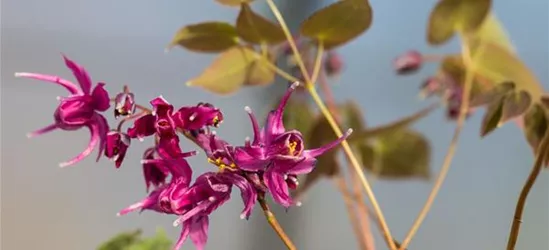 Großblütige Garten-Elfenblume 'Rose Queen'