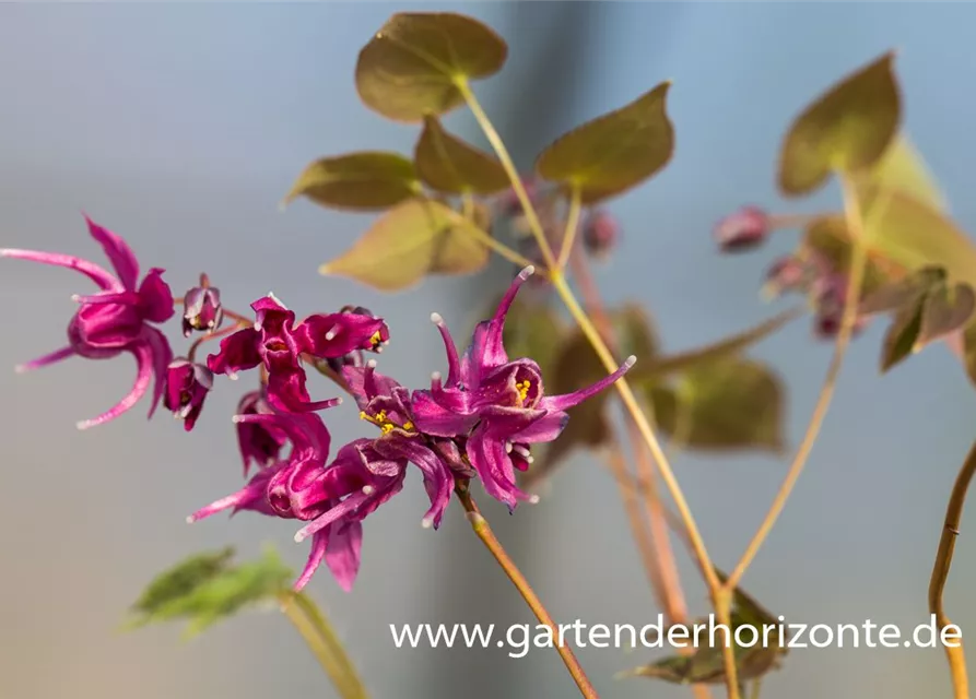 Großblütige Garten-Elfenblume 'Rose Queen'