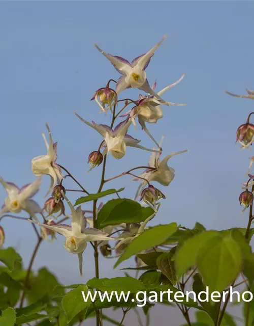 Großblütige Elfenblume