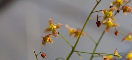 Schwarzmeer-Elfenblume