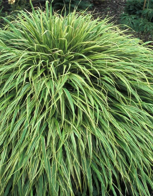 Garten-Ziergras 'Albostriata'