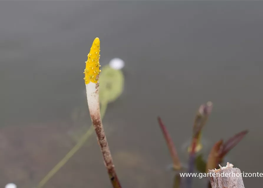 Orontium aquaticum