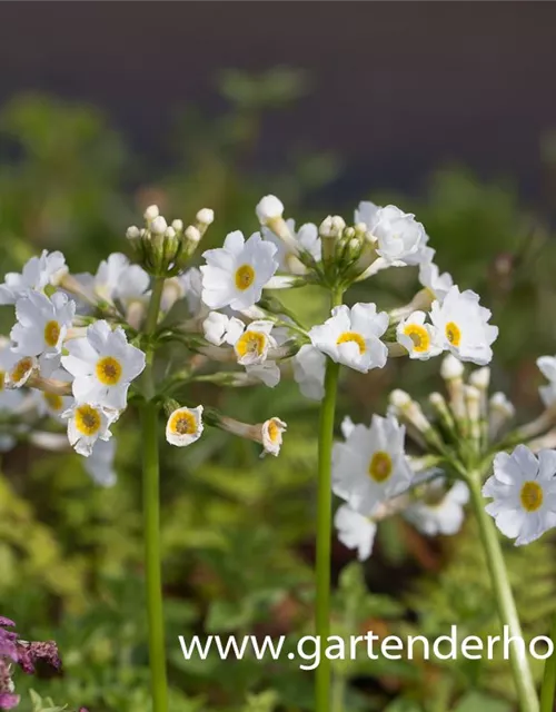 Garten-Etagen-Schlüsselblume 'Alba'