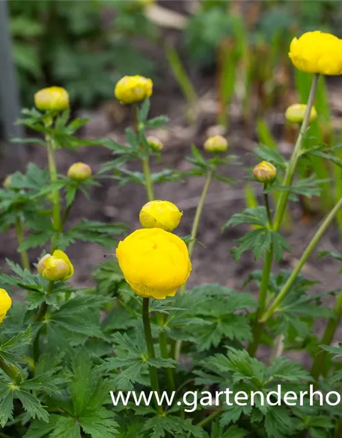 Europäische Trollblume