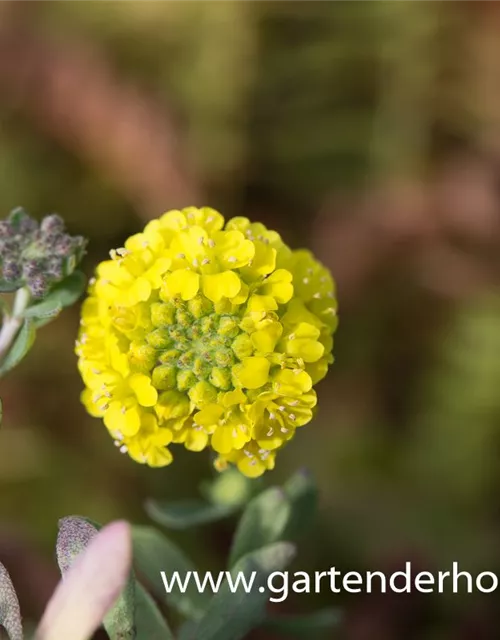 Garten-Berg-Steinkraut 'Luna'