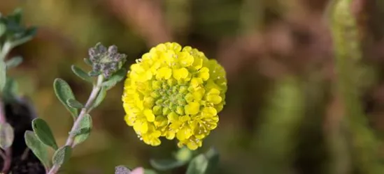 Garten-Berg-Steinkraut 'Luna'