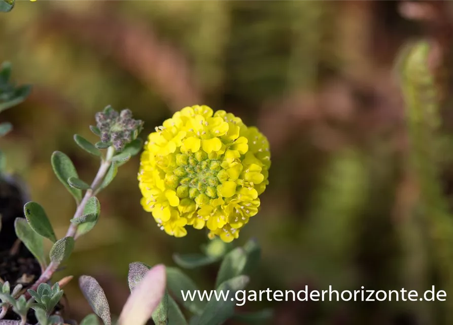 Garten-Berg-Steinkraut 'Luna'