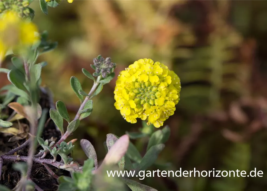 Garten-Berg-Steinkraut 'Luna'